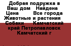 Добрая подружка,в Ваш дом!!!Найдена › Цена ­ 10 - Все города Животные и растения » Собаки   . Камчатский край,Петропавловск-Камчатский г.